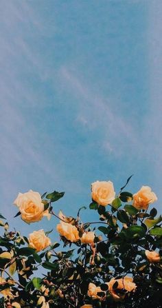 yellow roses are blooming in the sun on a clear day with blue sky behind them