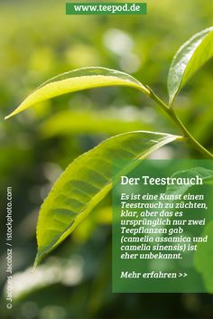 a close up of a leaf on a plant with the words der testrauch