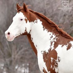 a brown and white horse standing in front of some trees with snow on the ground