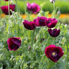 some red flowers are growing in the grass