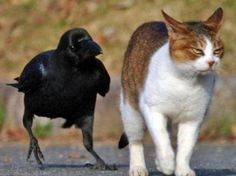 a cat walking next to a black bird on the ground in front of it's face