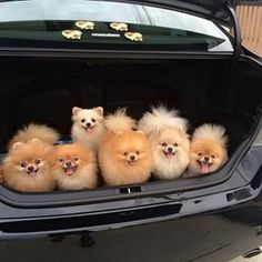 five small dogs are sitting in the back of a car with their paws on the trunk