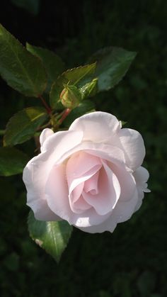 a pink rose with green leaves in the background