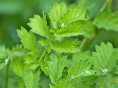 green leaves with drops of water on them