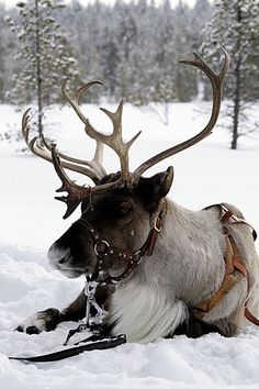 a reindeer laying down in the snow