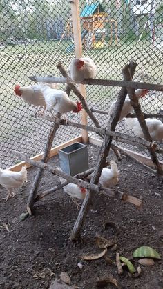 several chickens are standing in an enclosed area