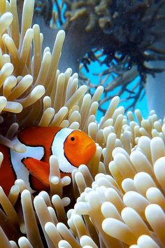 an orange and white clownfish in its coral habitat