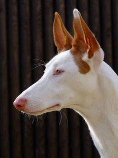 a white and brown dog standing in front of a wooden fence with his head turned to the side