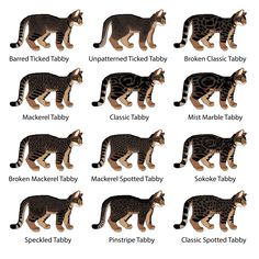 the different types of cats are shown in this image, and each one has an individual's name on it