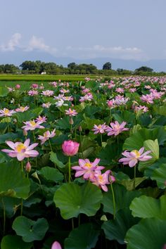 pink water lilies blooming in a large field