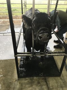 a black cow standing inside of a metal cage