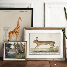 three framed pictures and two giraffes on a table