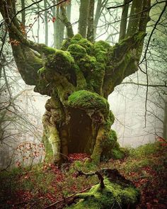 moss covered tree stump in the middle of a forest with trees and leaves on it