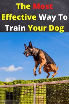 a dog jumping over a fence with the title, the most effective way to train your dog