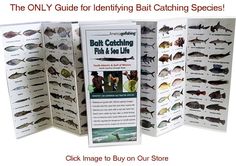 the only guide for identifying bat catching species is to click image to buy on our store