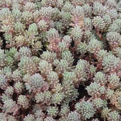 small green and white plants are growing together