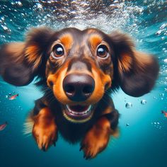 a dog is swimming in the water with his head above the water's surface