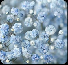 blue flowers are blooming in the middle of the day, and it's hard to tell what color they are