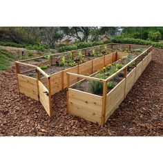 several wooden raised garden beds with plants growing in the center and on each side, surrounded by mulch