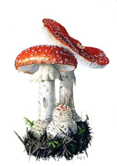 two red and white mushrooms sitting on top of each other