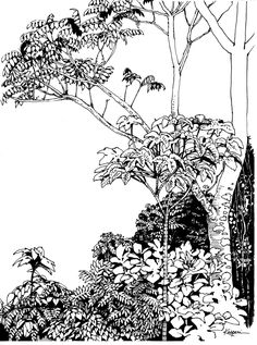 an ink drawing of trees and bushes in the woods, with one tree on each side