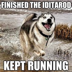 a husky running through water with the caption finished the iditarood kept running