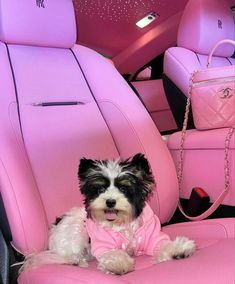 a black and white dog wearing a pink shirt sitting in the back seat of a car