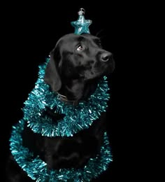 a black dog wearing a blue tinsel collar