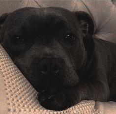 a close up of a dog laying on a bed with its head resting on the pillow