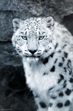 an image of a snow leopard on instagram