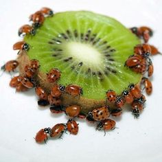 a kiwi fruit sliced in half with ladybugs around it