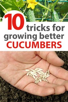 someone holding out their hand with seeds in it and the words 10 tricks for growing better cucumbers