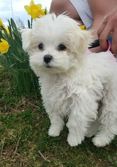 a small white dog standing on top of a grass covered field next to yellow flowers