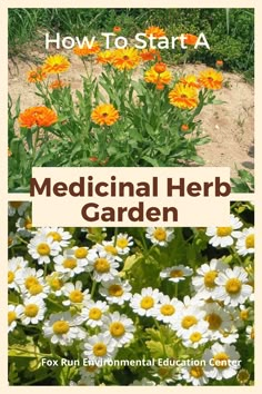 the cover of how to start a medical herb garden by fox run environmental education center