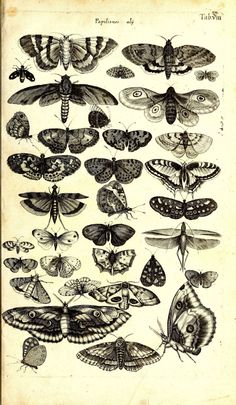 an old book with lots of different moths on top of each other's wings