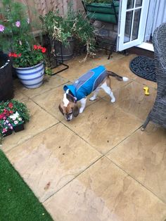 a small dog wearing a blue vest and standing on a patio with potted plants