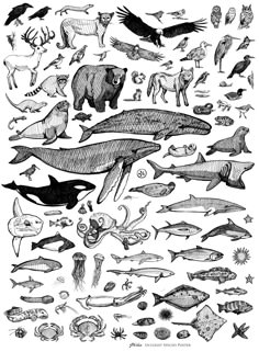 an illustration of different types of animals and fish