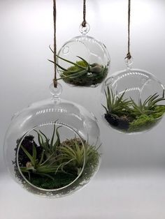 three air plants are hanging from glass ornaments