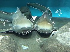 two stingfishs are laying on the sand near rocks and water with hearts drawn on them