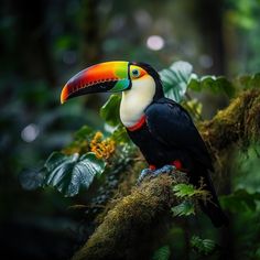 a colorful toucan perched on a tree branch in the forest with green leaves