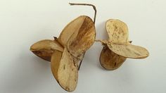 two dried flowers on a white background