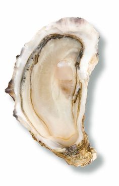 an open oyster shell on a white background