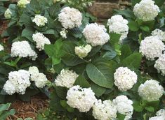 some white flowers and green leaves on the ground