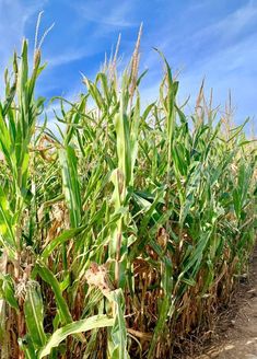 an image of a corn field with blue sky in the background