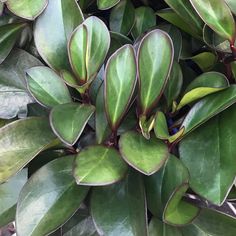 some green leaves and brown stems on a plant