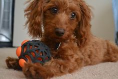 a small brown dog laying on top of a carpet next to an orange and black toy