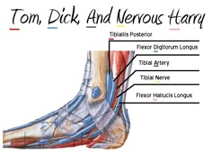 a diagram of the foot and ankle with labels on each side, labeled in red