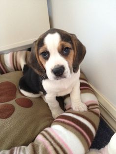 a puppy sitting on top of a dog bed next to a wall and flooring