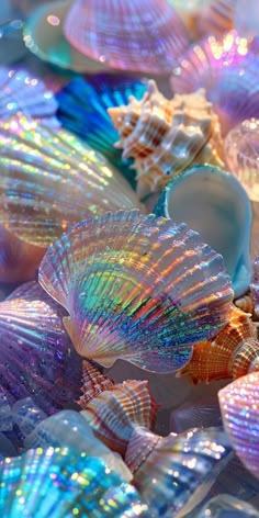 many different colored seashells are laying on the ground