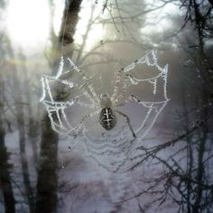 a spider web hanging from the side of a tree in front of some snow covered trees